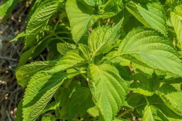 美味しく食べて、内側からキレイになれる”旬ごはんのすすめ🌿”