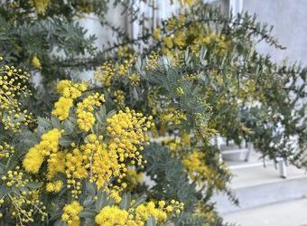 ミモザ、幸せの花