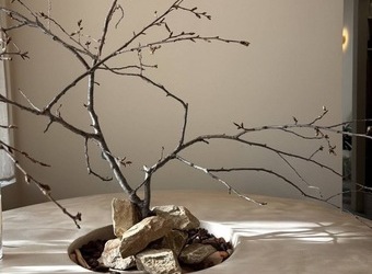 春を待つ桜の枝🌸🪾