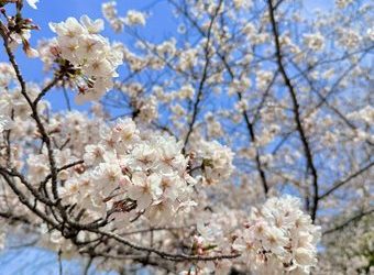 桜祭りで感じた春の賑わい🌸