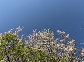 自然と共にある美しさ