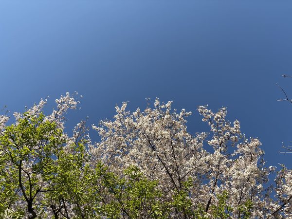 自然と共にある美しさ